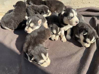 Healthy Siberian Husky Puppies with Blue Eyes for Sale