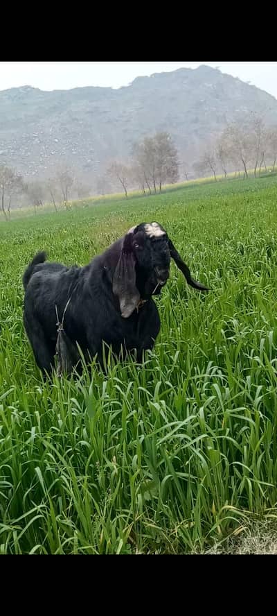 Pure Black Desi Breeder Bakra