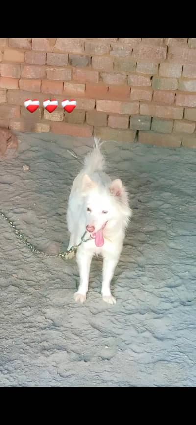 Russion  Breeder femal / pink nose russion / Russi dog