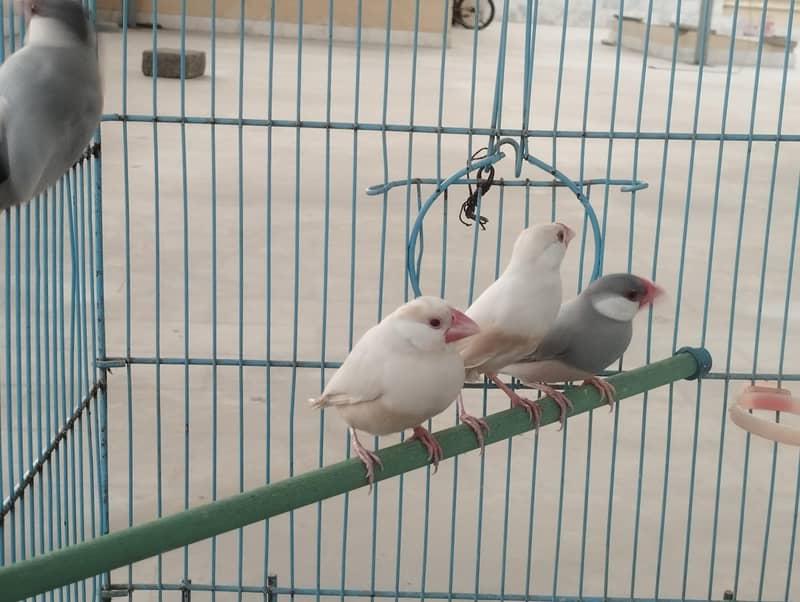 Fawn Java, Silver Java, Opal Java 7