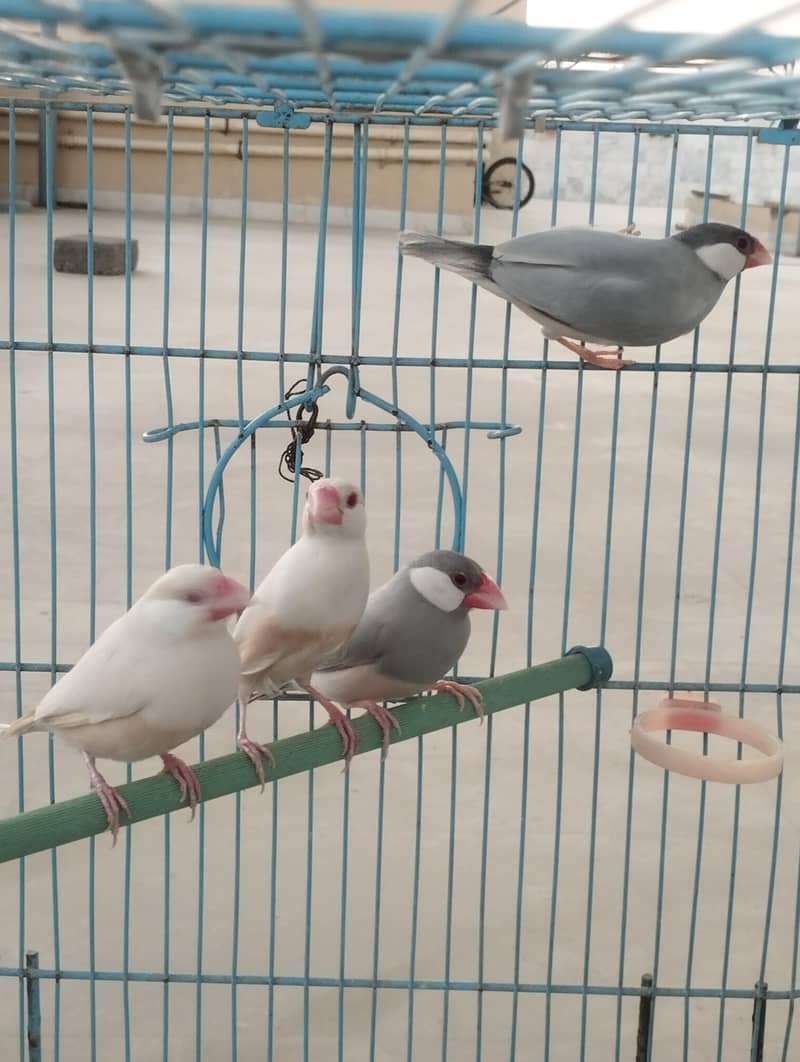 Fawn Java, Silver Java, Opal Java 8