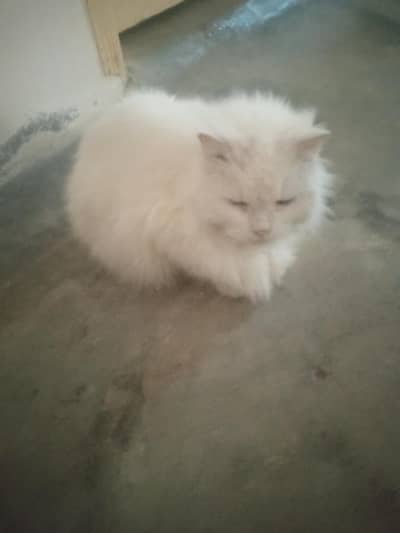 male and female  bht zbrdst jora hy