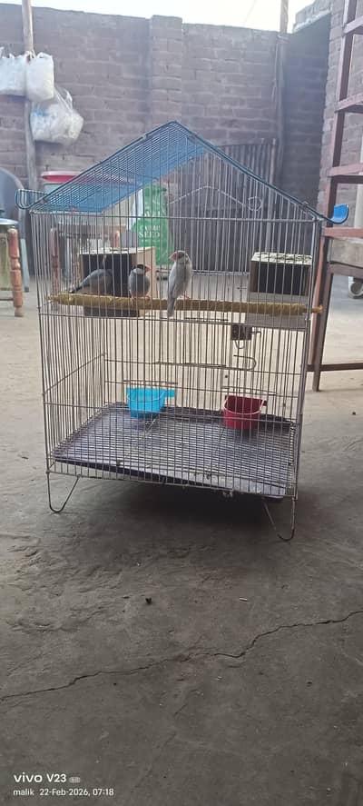3 jawa birds and big size iron cage with 2 box