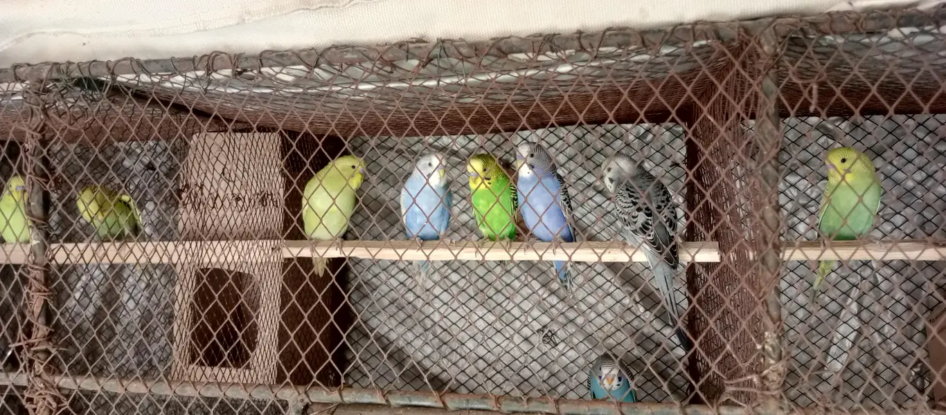 Australian parrot pr  pair 1000