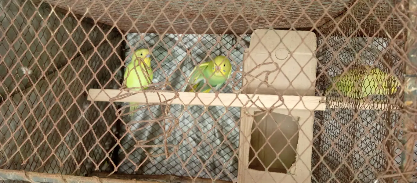 Australian parrot pr  pair 1000 — photo 2
