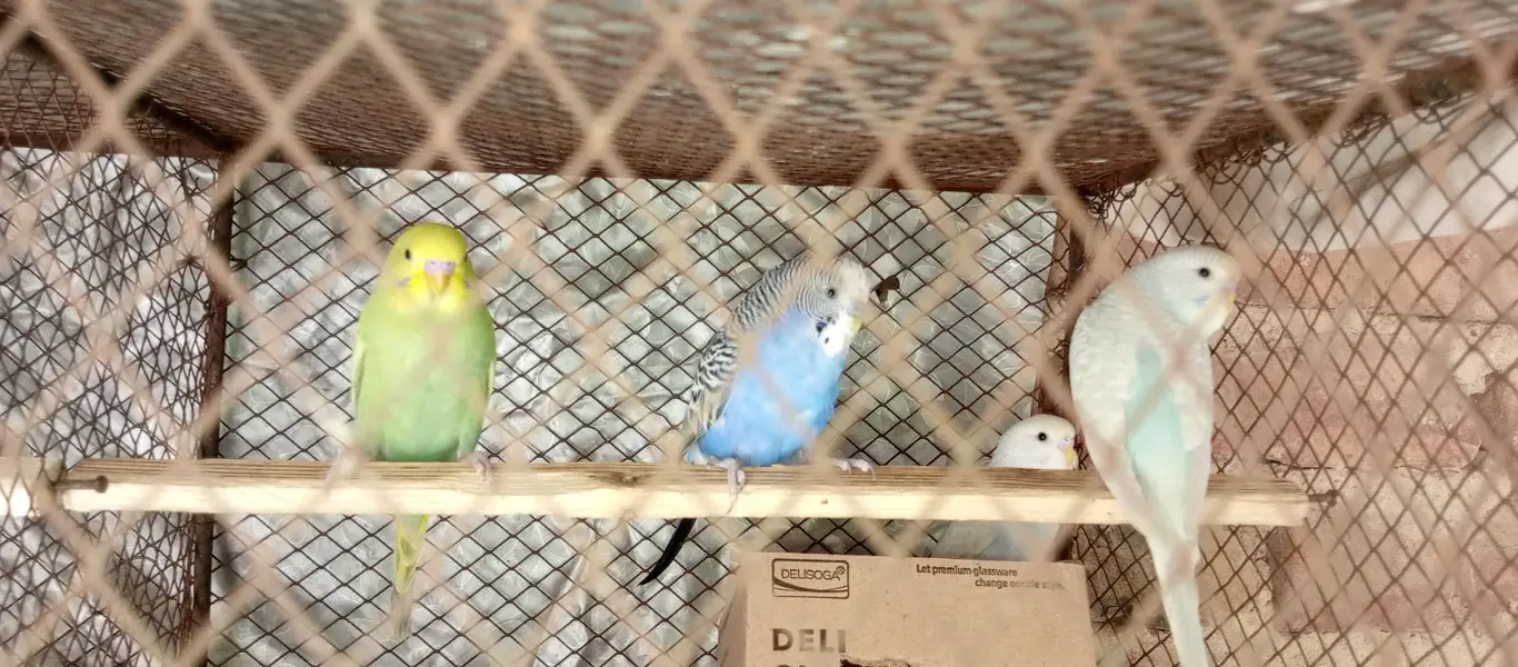 Australian parrot pr  pair 1000 — photo 3