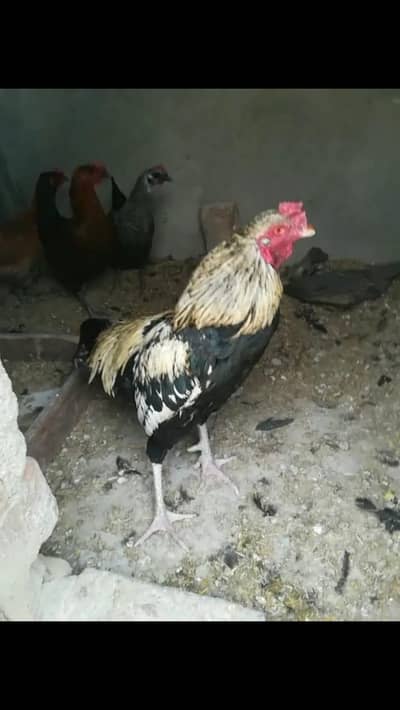 aseel murga and desi hens