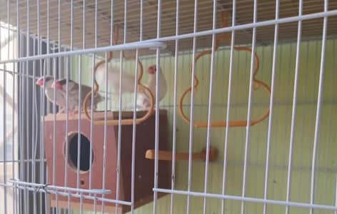 Grey Java pair and Silver Java pair