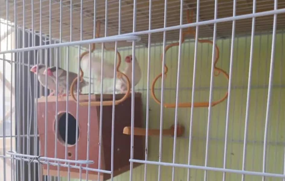 Grey Java pair and Silver Java pair 0