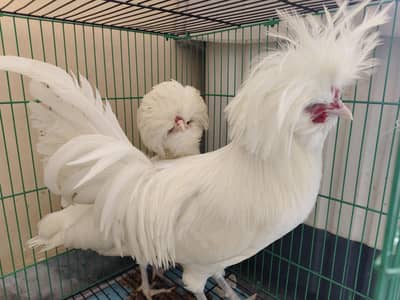 Polish male and female