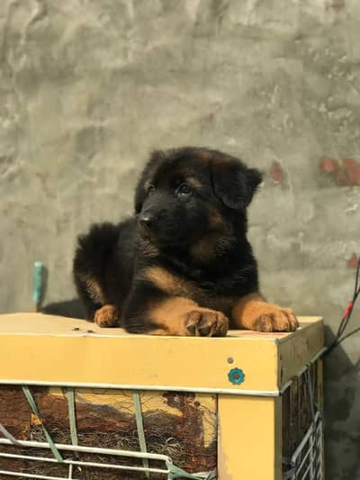 German Shepherd puppy mail for sale