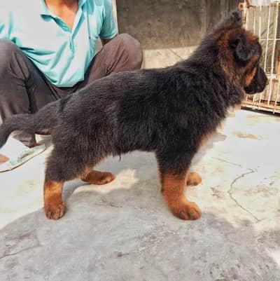 German Shepherd pappi meil long coat for sale