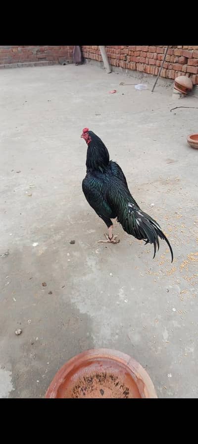 mushka pair  lasani par ma