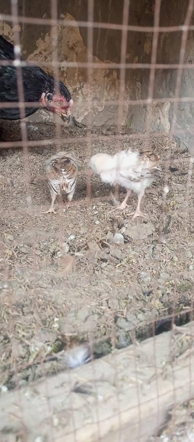 Aseel Chicks 1 month old