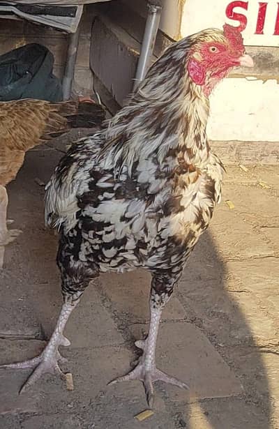 high quality china patha