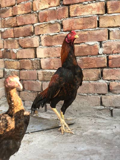 high quality patha for sale