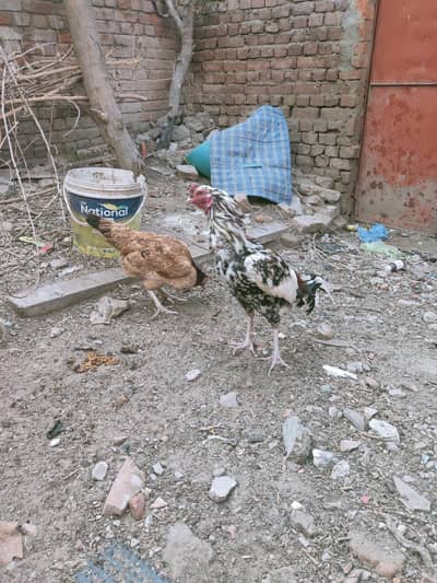 high quality china patha