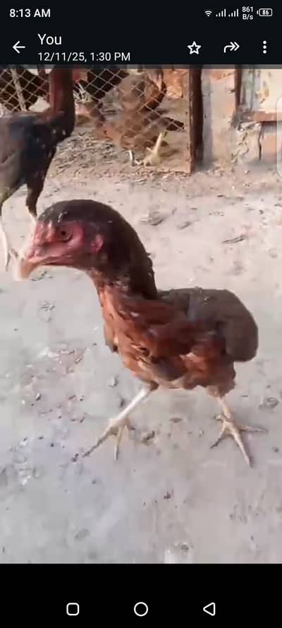 thai plus burmi breed