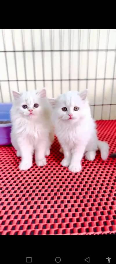 Persian cat for sale male or female my WhatsApp number 03437896662
