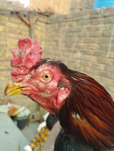 for sale or exchange with mushka ,,lakha breeder