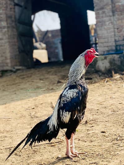 sawa murag urgent for sale