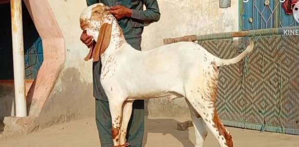 Makkah chini Bakra For Sale/03291198926