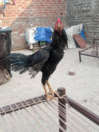 Out Class lassni Male