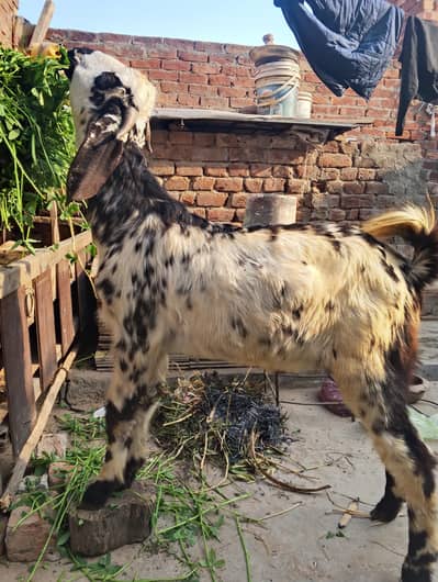 makhi chena desi Bakra sale