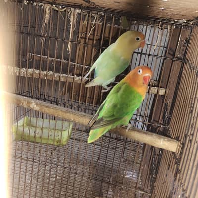 love bird green oplline and par blue
