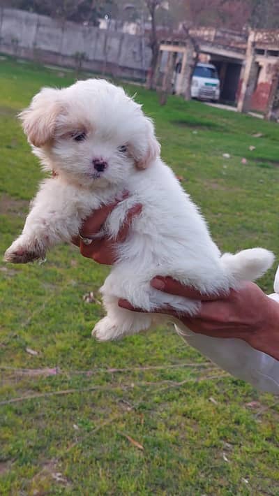 Shihtzu playful little female pup zero size mini toy