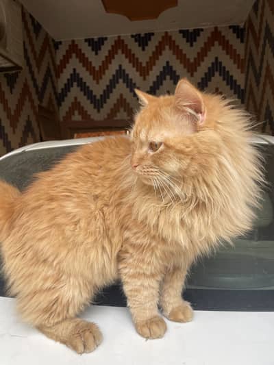 Double coated persian cat