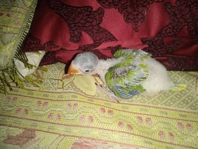 baby parot high quality for sale