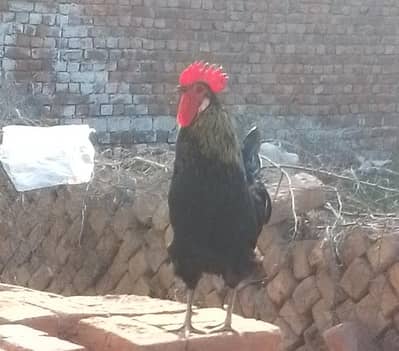 brown and golden color