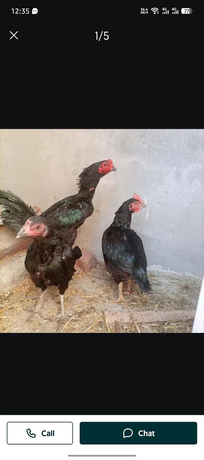 chicks available 1