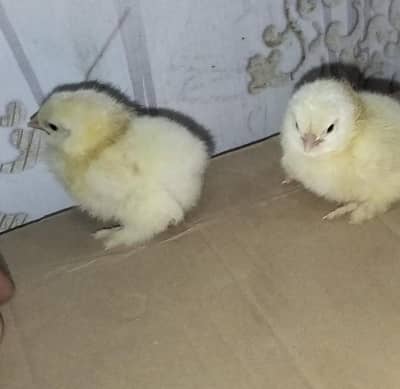 White heavy buff Quality walay chick,s