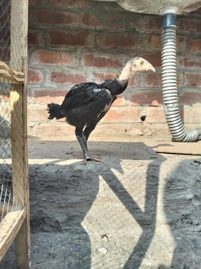 mianwali chiks achi grouth or 3 months ke chiks hain