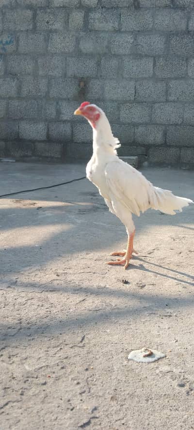 miawali paper white patha