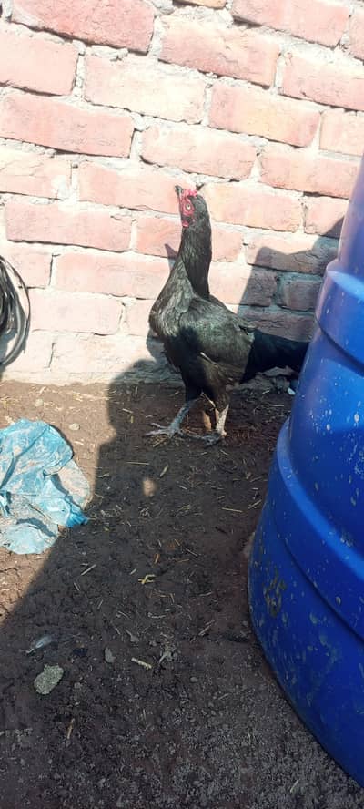 aseel male and females