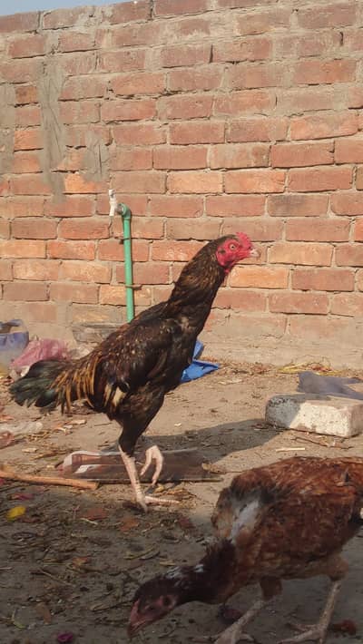 Aseel patha for sale