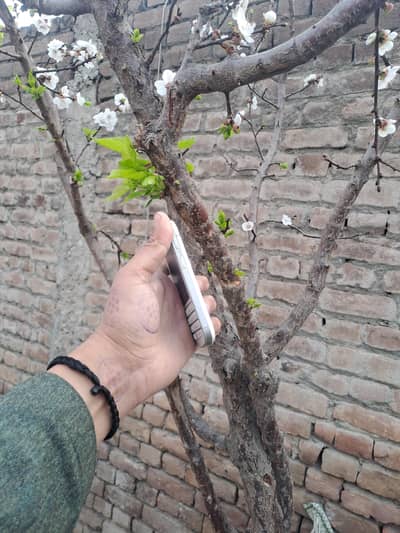 BLACKBERRY Q10 PTA APPROVED 03157731988