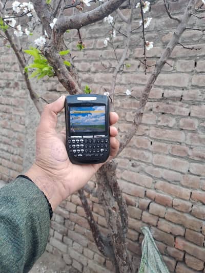 BLACKBERRYs 03157731988