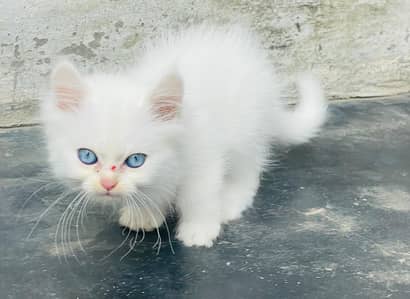 Persian white cats full trained