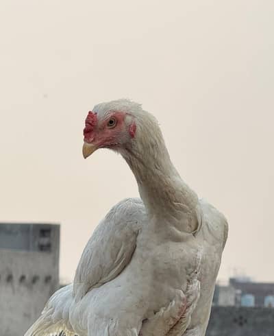 Pure White King Shamo Female