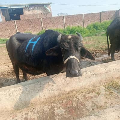 tayar gabban buffalo maj bhains