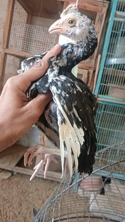 Aseel mianwali chick