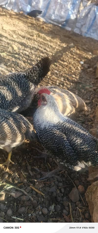 misre meyumi pair 3 month age