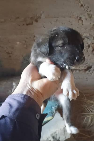 ladakhi puppies available for sale