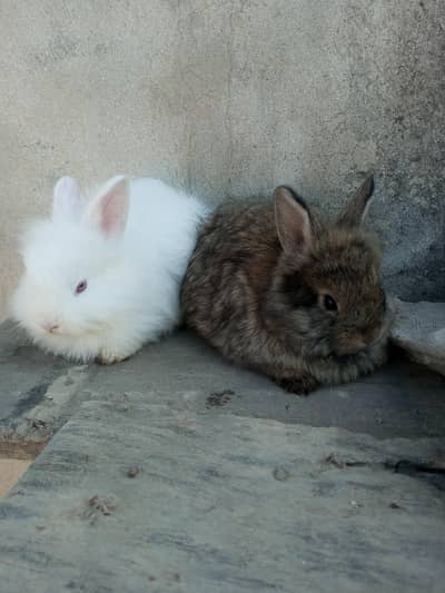 Fancy rabbit bunny pair