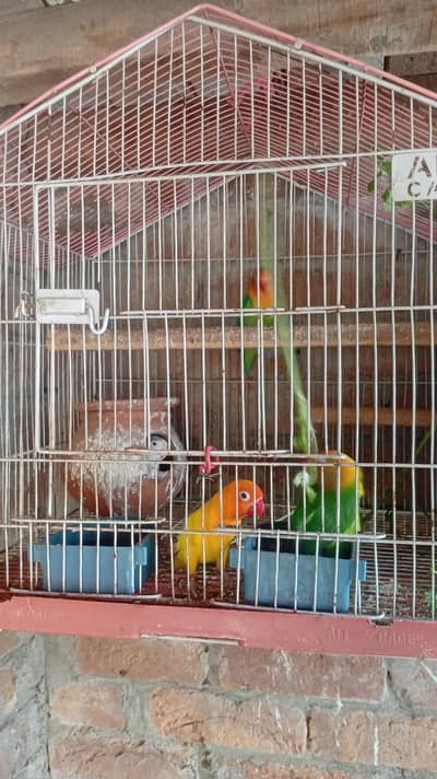 lovebird,parrots pair,tooty