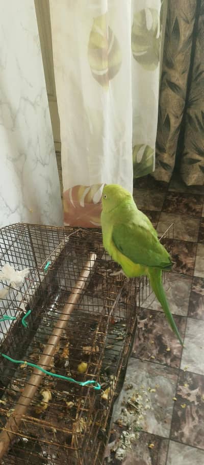 katha parrot